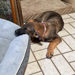 Girl - Sable female German Shepherd puppy in Worcester, Massachusetts from Alta Concordia German Shepherds
