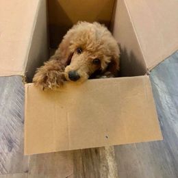 Poodle Puppies from Myka and Lisa’s Coast to Coast Poodles