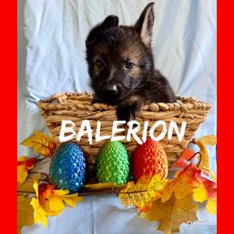 Balerion - Sable male German Shepherd puppy in Lewisburg, Kentucky from RED’s German Shepherds