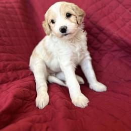 Turquoise - Cream female Goldendoodle puppy in Millville, New Jersey from Michelle's Doodles