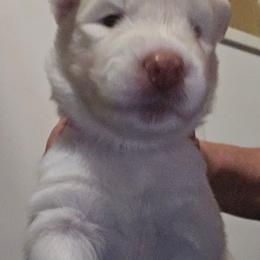 Tiny (pink) - White female Siberian Husky puppy in Quincy, Illinois from Boden Breeding