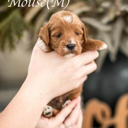 Mouse - Red  male Goldendoodle puppy in Acton, Maine from Silver Pines Pups