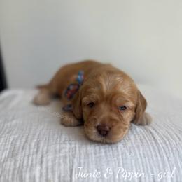 Sunny - Caramel female Australian Labradoodle puppy in Belding, Michigan from Rutu Australian Labradoodles