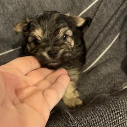 Izzy - Black & tan tri-color male Morkie puppy in Taylorsville, North Carolina from Mountain Top Hot Tailz