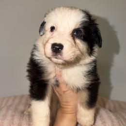 Pina Colada - Black tri-color female Australian Shepherd puppy in Anniston, Alabama from All Hale Aussies