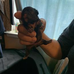 Girl 1 - Chocolate female Shih Tzu puppy in Benbrook, Texas from Michael’s Shih Tzus