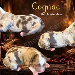 Cognac - Red merle male Miniature Australian Shepherd puppy in Oronogo, Missouri from Dutton's Show Me Farms
