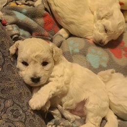Bichon Frise Puppies from Sue's Bichon Babies