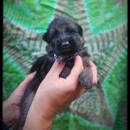 Licorice - Black male German Shepherd puppy in Fort Jennings, Ohio from Von Holtzapple German shepherds