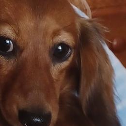 Betty - Dachshund