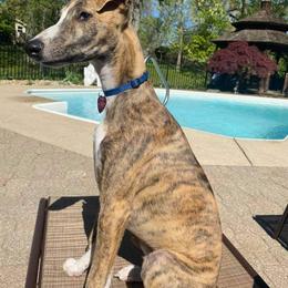 Lurcher and Whippet Puppies from River Valley Canines