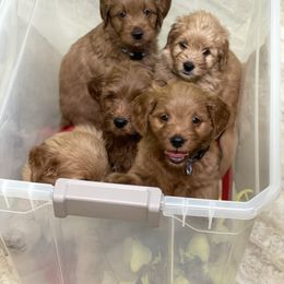 Goldendoodle Puppies from Coal Country Doodles