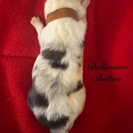 Brown collar girl - Blue merle white and tan female Shetland Sheepdog puppy in Idaho from Bellissimo Shelties