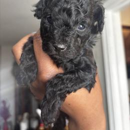 Cavapoo Puppies from J'Adore Doodles