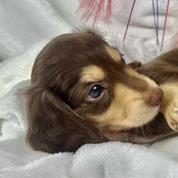 Faith - Chocolate and cream female Dachshund puppy in Mesquite, Texas from AB Dachshund