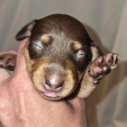 Maggie - Chocolate and tan female Dachshund puppy in Antlers, Oklahoma from MoMo's Dachshunds