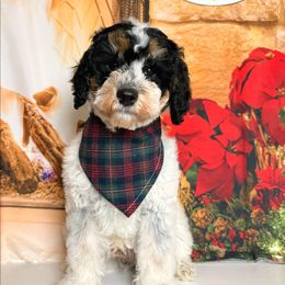 Tucker - Merle male Goldendoodle puppy in Pocasset, Massachusetts from Mini Goldendoodles of Cape Cod