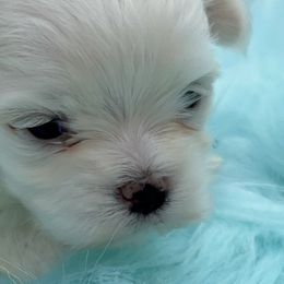 Yorkshire Terriers from Cocktail Puppies