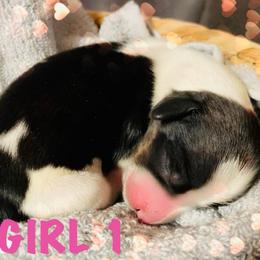 Oreo - Piebald female Dachshund puppy in Petersburg, Virginia from Wiggle Waddle Dachshunds