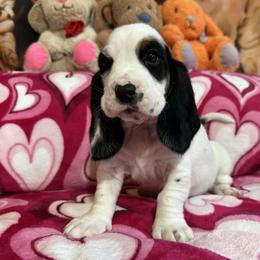 PIP - Black brown and white male Basset Hound puppy in Pilot Mtn, North Carolina from Lowdown Love Basset Hounds