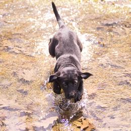 Labrador Retriever Puppies from Condition 1 Retrievers
