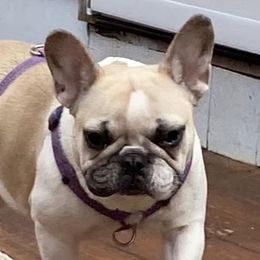 Esther - French Bulldog