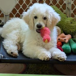 Poodle Puppies from Moirae Poodles