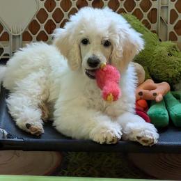 Poodle Puppies from Moirae Poodles