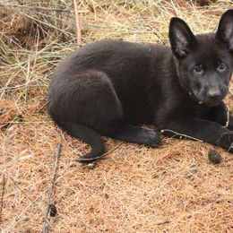 German Shepherd Puppies from Thornock Shepherds