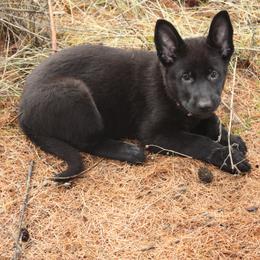 German Shepherd Puppies from Thornock Shepherds