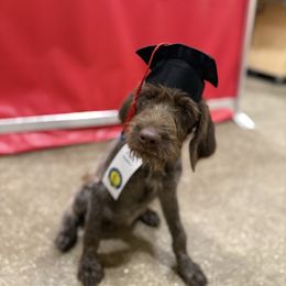 Inara - Brown and gray female Wirehaired Pointing Griffon puppy in Shelbyville, Texas from AndersonK9Kennels Bayou Beards