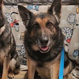 Zeus - German Shepherd