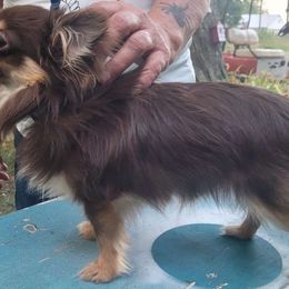 Jack - Chihuahua