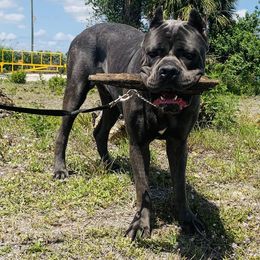 Cane Corso Puppies from Far From Average Kennels