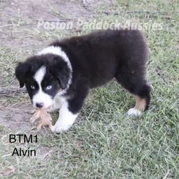 "$700" Aussiedoodle, Australian Shepherd, and Miniature Australian Shepherd Puppies from Poston Paddock Aussies LLC