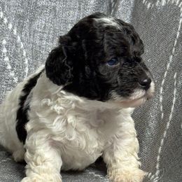 M5 100226 CC - Black & white male Maltipoo puppy in Bakersfield, California from Silvia's Maltipoos