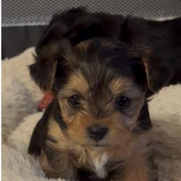 Sun flower - Black and tan female Yorkipoo puppy in Killen, Alabama from Yorkie Oodle Doodle
