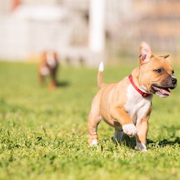 Sonic - Red and white Staffordshire Bull Terrier puppy in College Station, Texas from Vivace Staffords