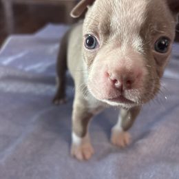 Girl 1 - Lilac female Boston Terrier puppy in Howell, New Jersey from Bill's Boston Babies