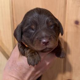 CKC Boy 2 orange - Chocolate and tan male Dachshund puppy in Grand Valley, Pennsylvania from Dachshunds on the Hill