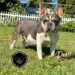 Roxy - French Bulldog