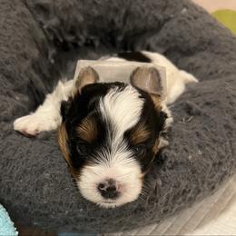 Energizer Bunny - Blue tan and white male Biewer Terrier puppy in Chester, South Carolina from Classic Biewers