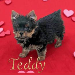 Teddy - Black and gold male Yorkshire Terrier puppy in Phoenix, Arizona from Madame Yorkie