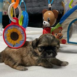 Calvin - Black and tan male Shih Tzu puppy in Kingsley, Michigan from Joseph's Shih Tzus
