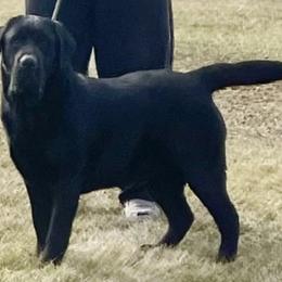 Kit - Labrador Retriever