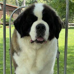 Chanel - Saint Bernard