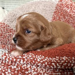 Cavapoo Puppies from Coles Cavapoo’s