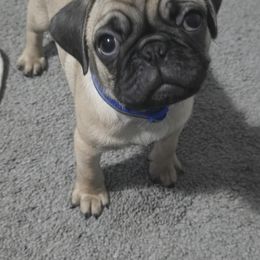 Boy 1 - male Pug puppy in Rochester, New York from Natalia's Pugs
