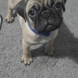 Boy 1 - male Pug puppy in Rochester, New York from Natalia's Pugs