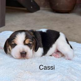 Cassi - Black tan and white female Beagle puppy in Mansfield, Missouri from Rippee Creek Kennel